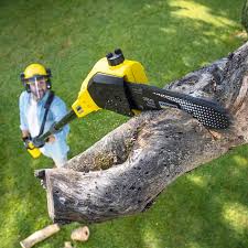 Best Leaf Removal  in Shakopee, MN