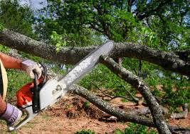 How Our Tree Care Process Works  in  Shakopee, MN