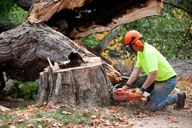 Best Lawn Drainage Solutions  in Shakopee, MN