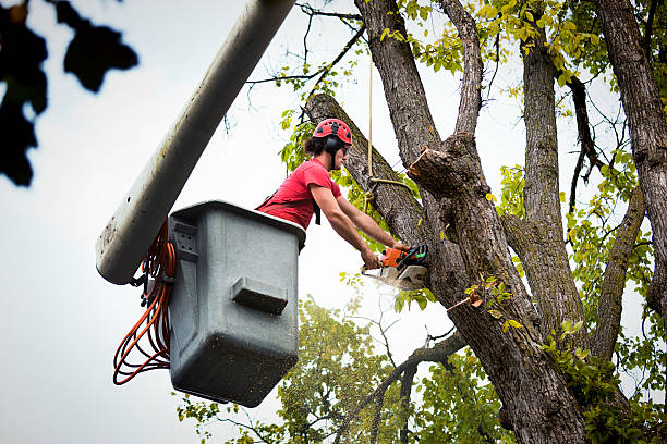 Best Fruit Tree Pruning  in Shakopee, MN