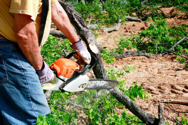 Best Lawn Maintenance Plans  in Shakopee, MN