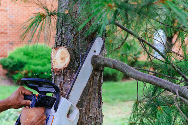Best Tree Health Inspection  in Shakopee, MN
