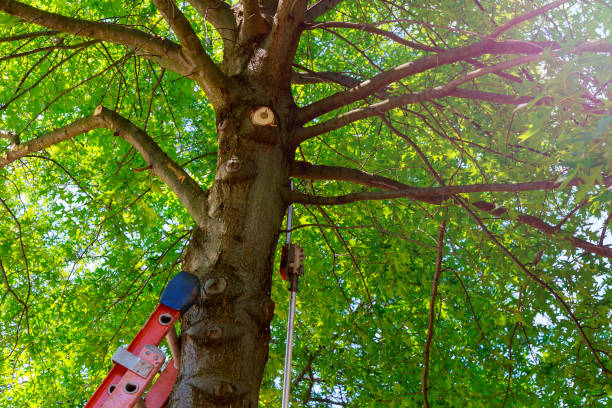 Trusted Shakopee, MN Tree Services Experts
